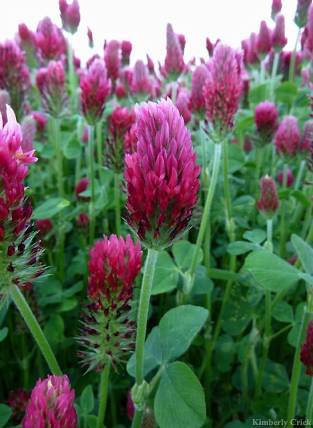 Kløver har lægelige egenskaber