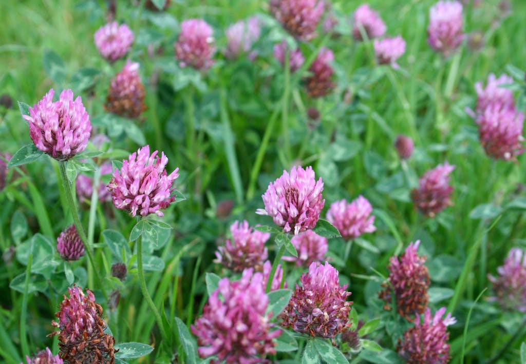 Glem ikke de gamle grøftekants-klassikere