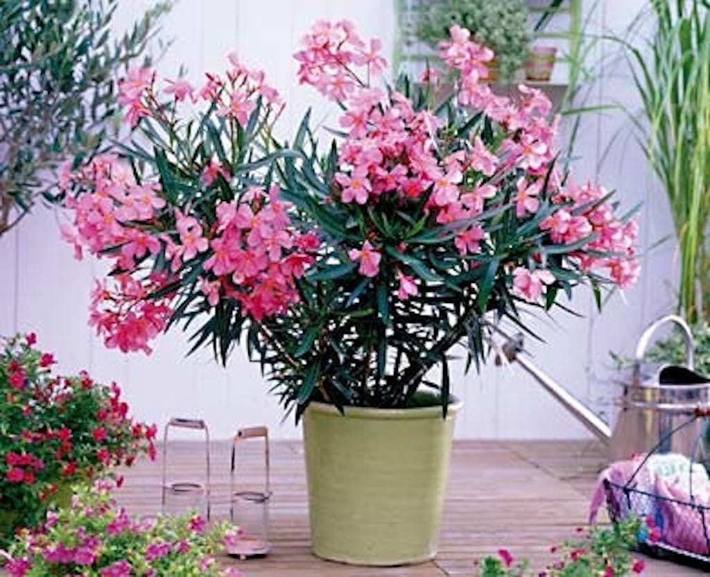 "Fødderne i vand og hovedet i sol"