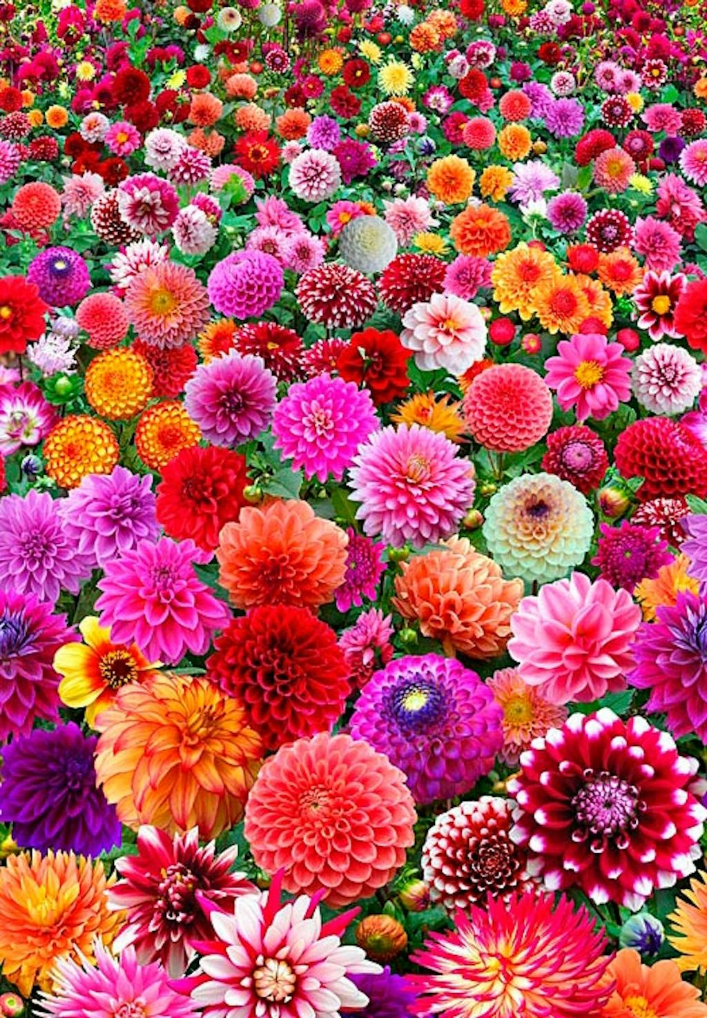 Antallet af dahlia-hybrider er astronomisk