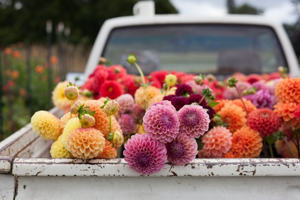 Næsten unaturlig skønhed