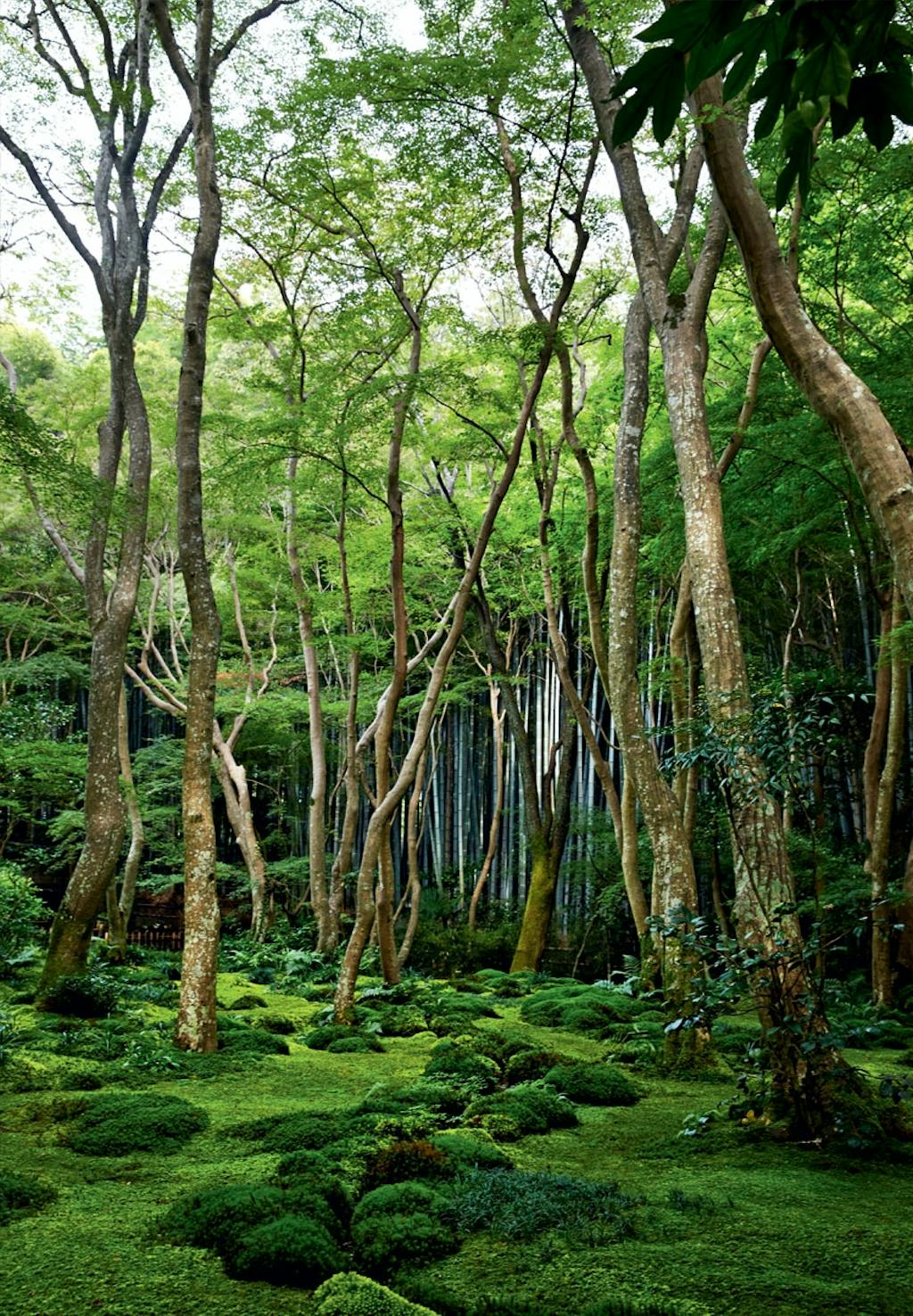 Eventyrlige moshaver i Kyoto