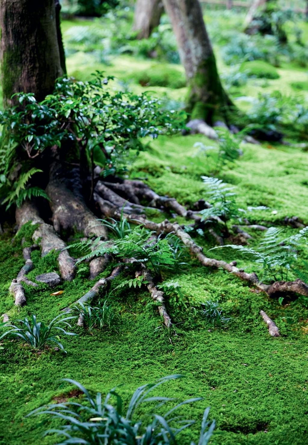 Minibregner i moshaven