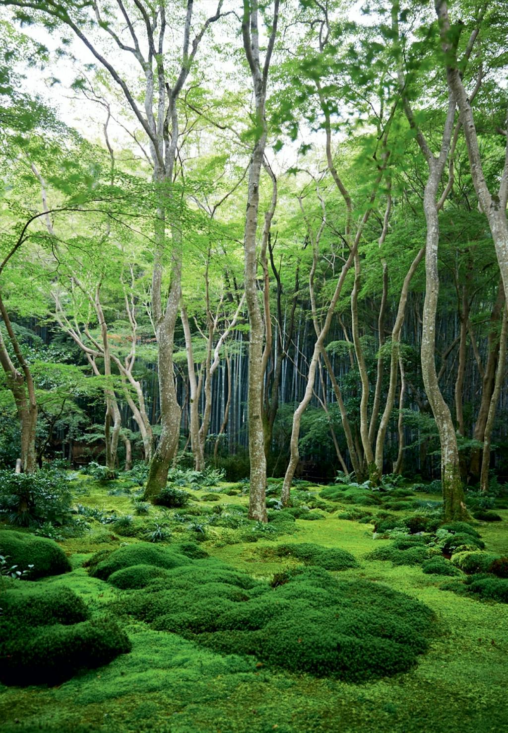 Havearbejde som meditationskunst