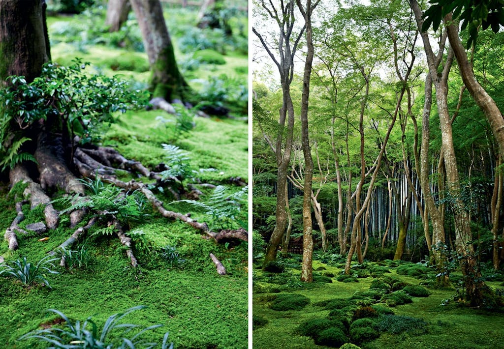 Sådan får du smuk mos i din have