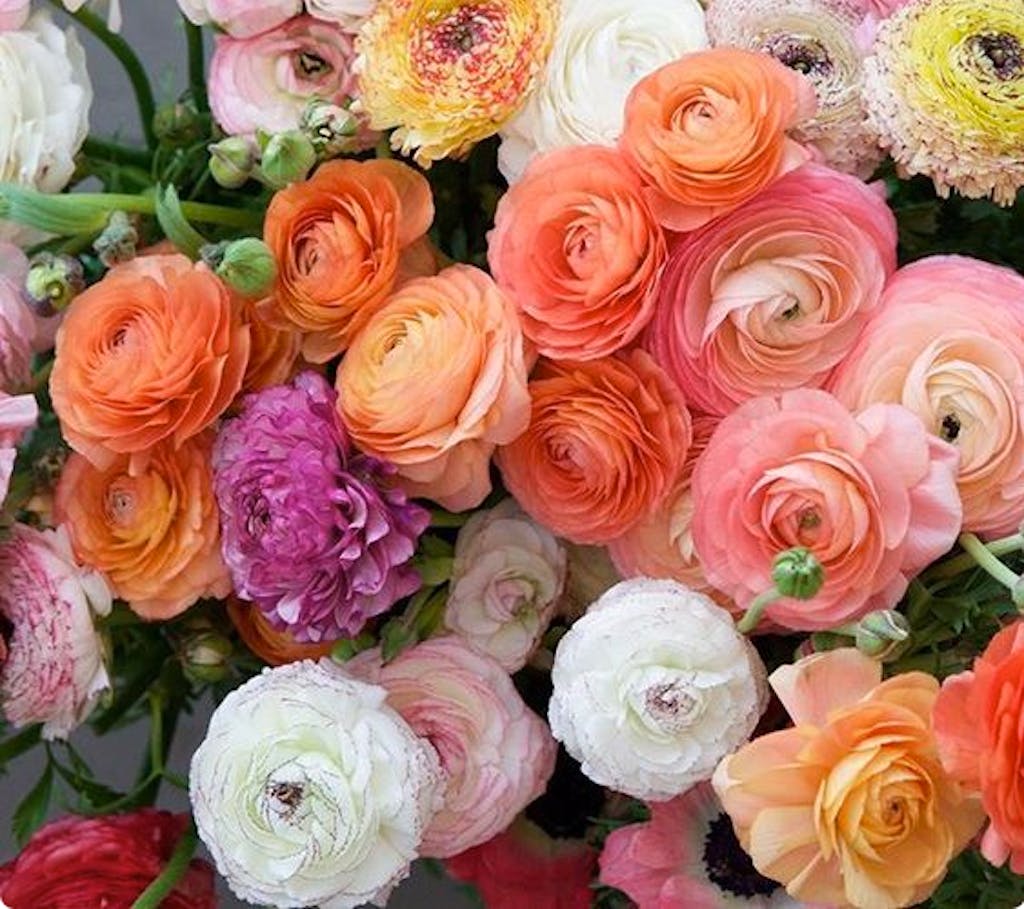 En af verdens mest romantiske blomster 