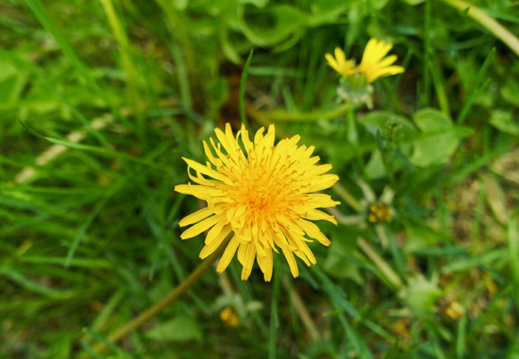 7 lækre ukrudtsplanter