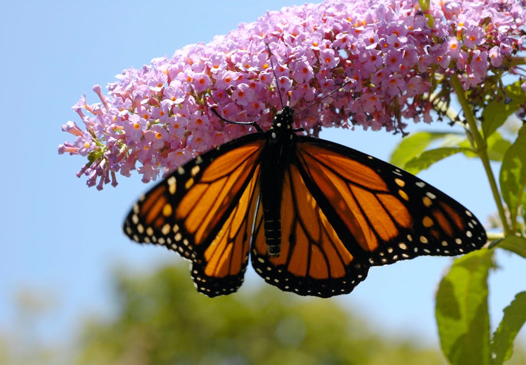 Sommerfuglebusken lever op til sin jobbeskrivelse