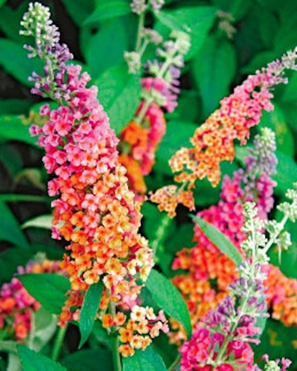 Populære sorter af sommerfuglebusken