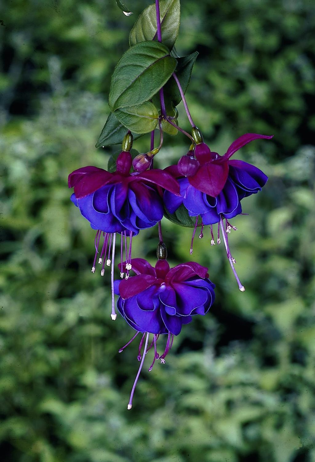 Strutskørter i fuldt flor Strutskørter i fuldt flor