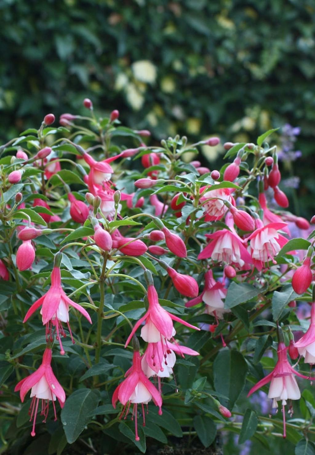 Fuchsia blomstrer hele sæsonen 