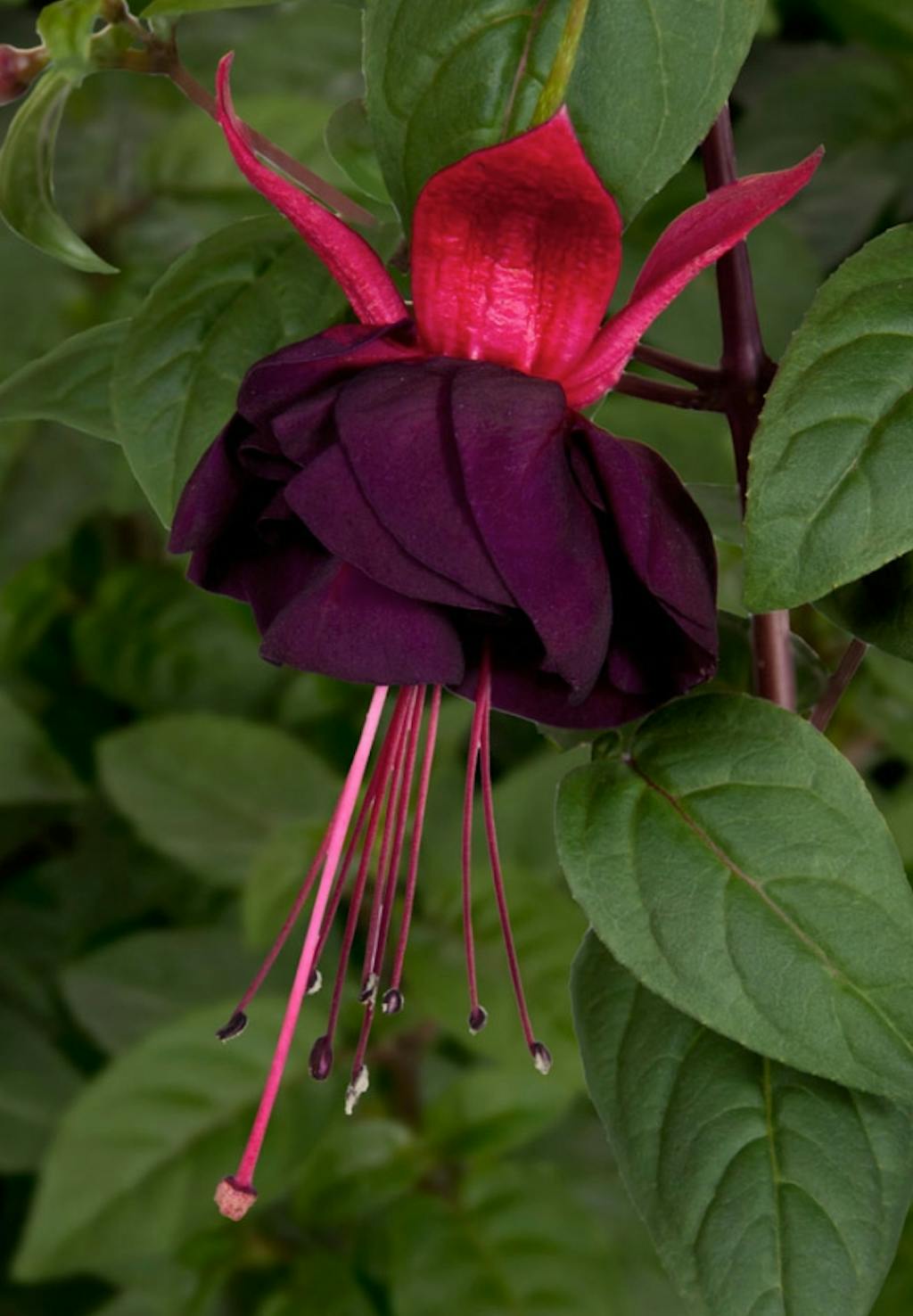 Der findes et hav af hybrider