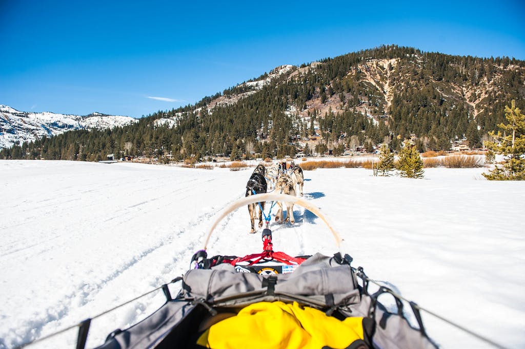 Kør med hundeslæde i Grønland