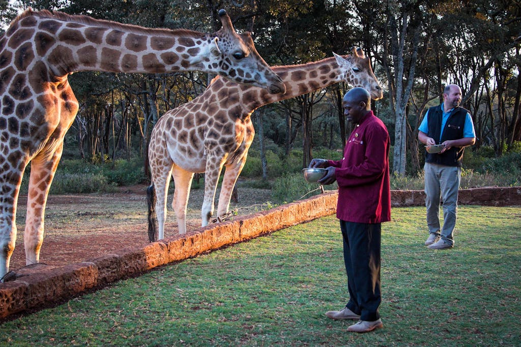 Besøg hotellet Giraffe Manor i Kenya, der vrimler med giraffer