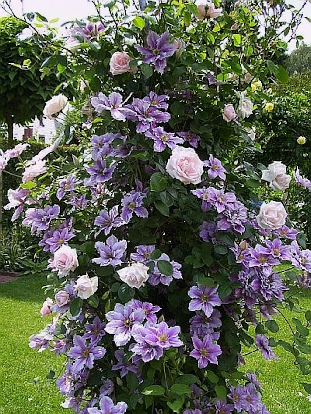 A match made in your garden A match made in your garden