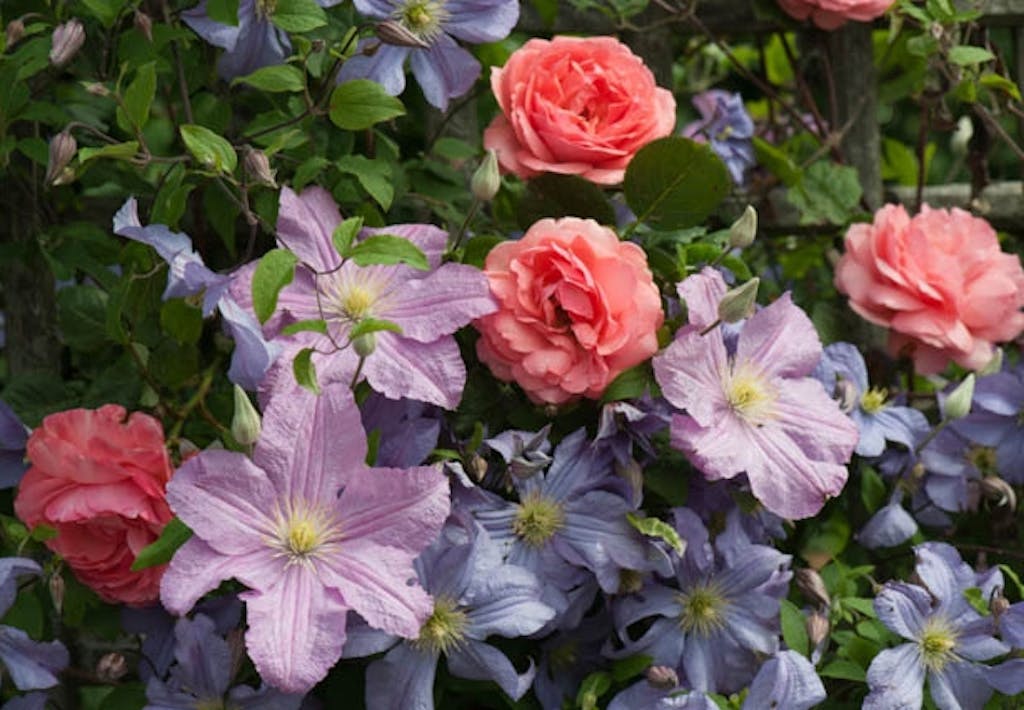 Klatreroser og klematis er fantastiske sammen. 