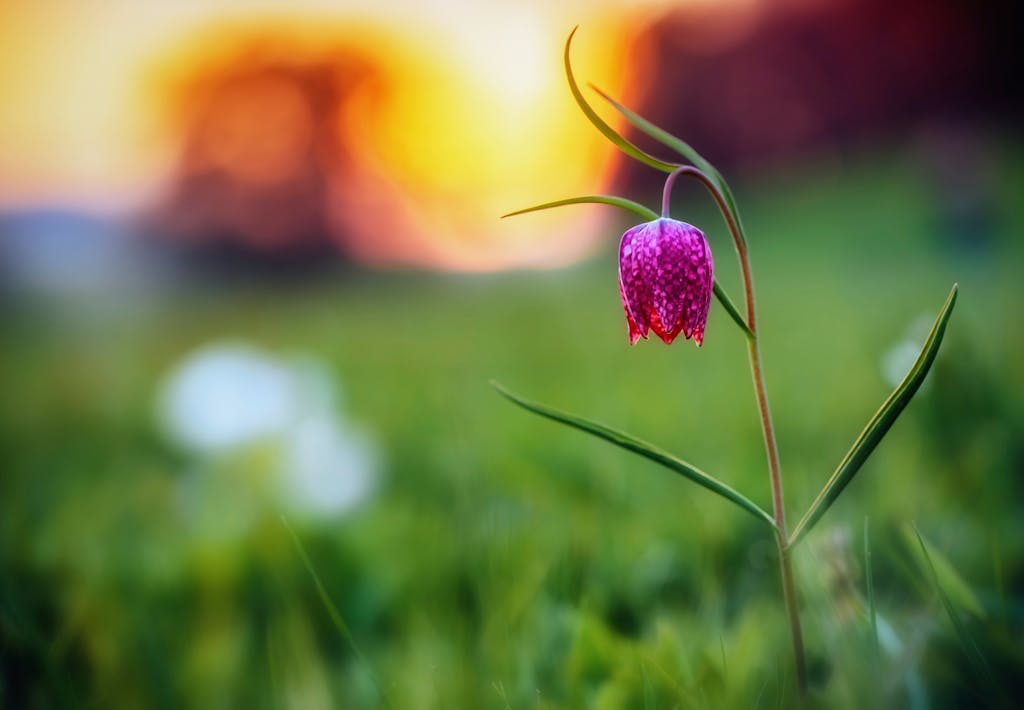 Perfekt som krukkeplante og i buketter