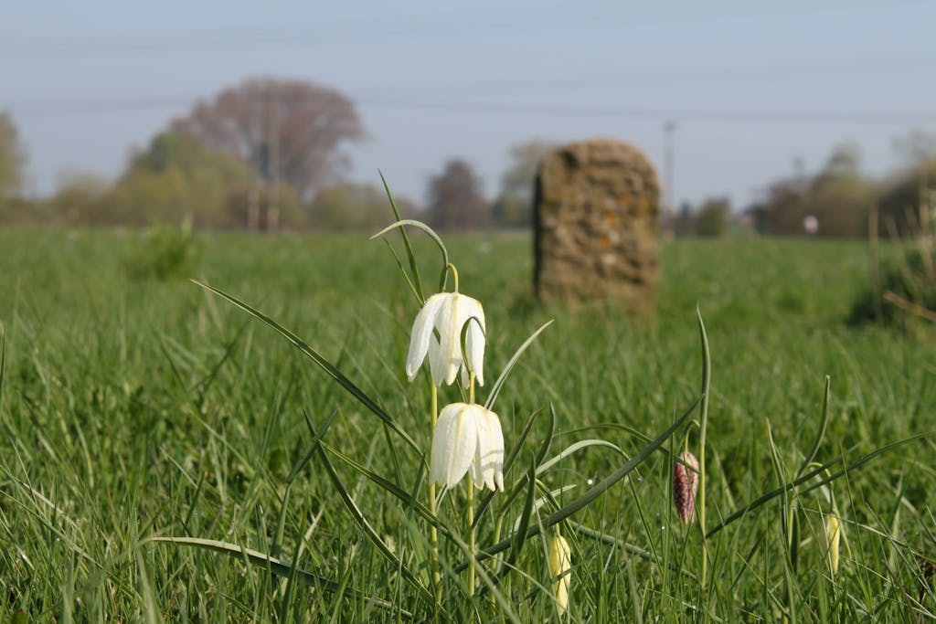 Næsten fortrængt fra naturen