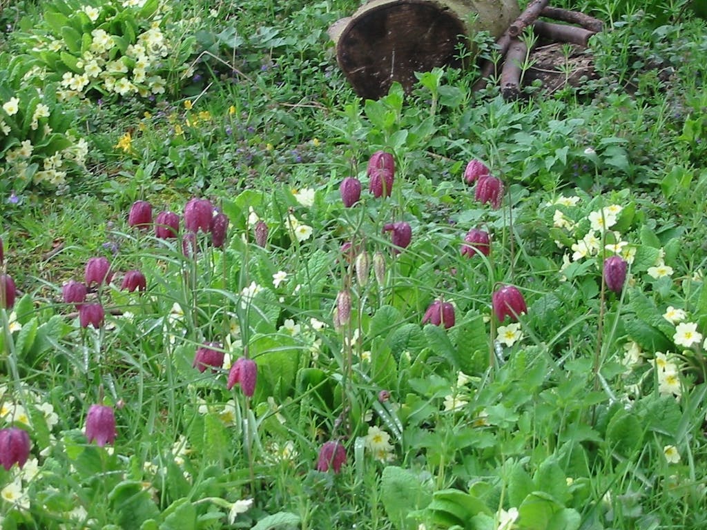 Naturfredning af oldtidens vibeæg-paradis