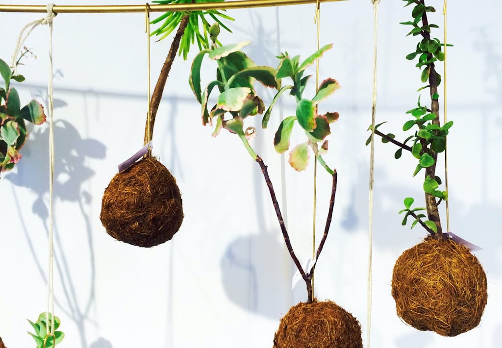 Det nyeste skud på stammen