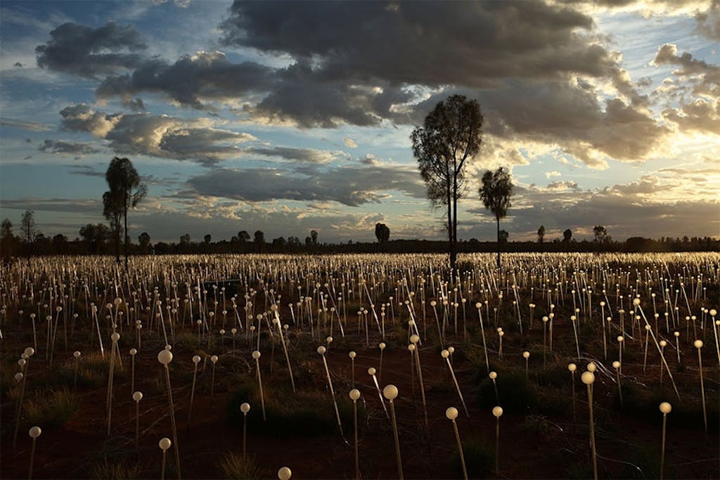 Lysblomster i den australske bush