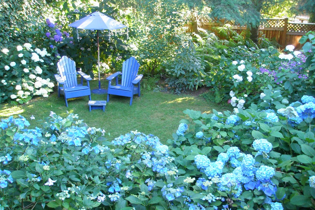 Hortensia pakker haven ind i farver