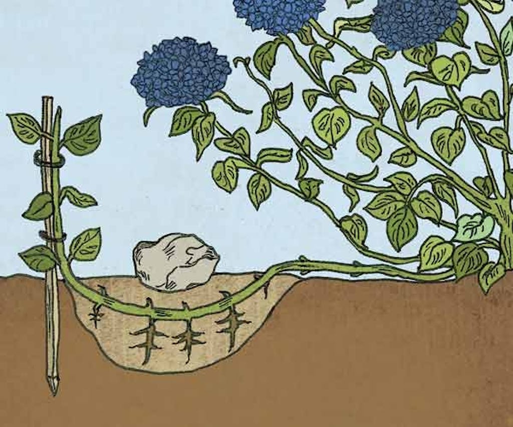 Få hortensia til at brede sig 