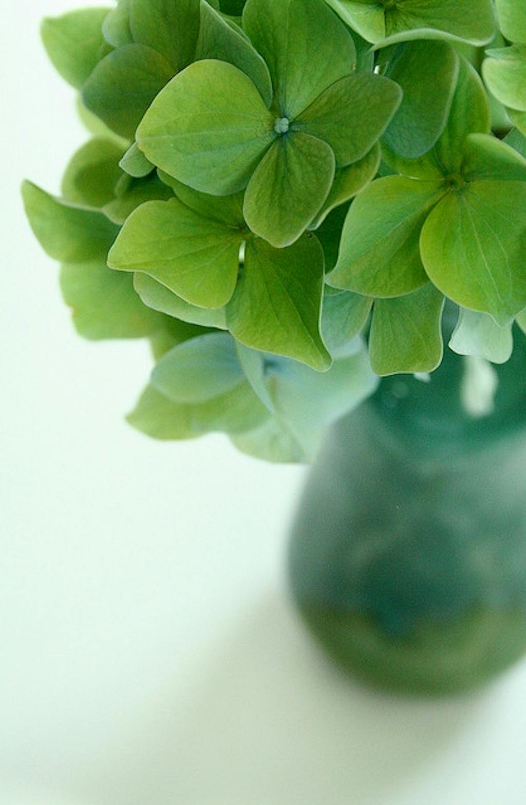 Grøn, blå, violet eller ... ?