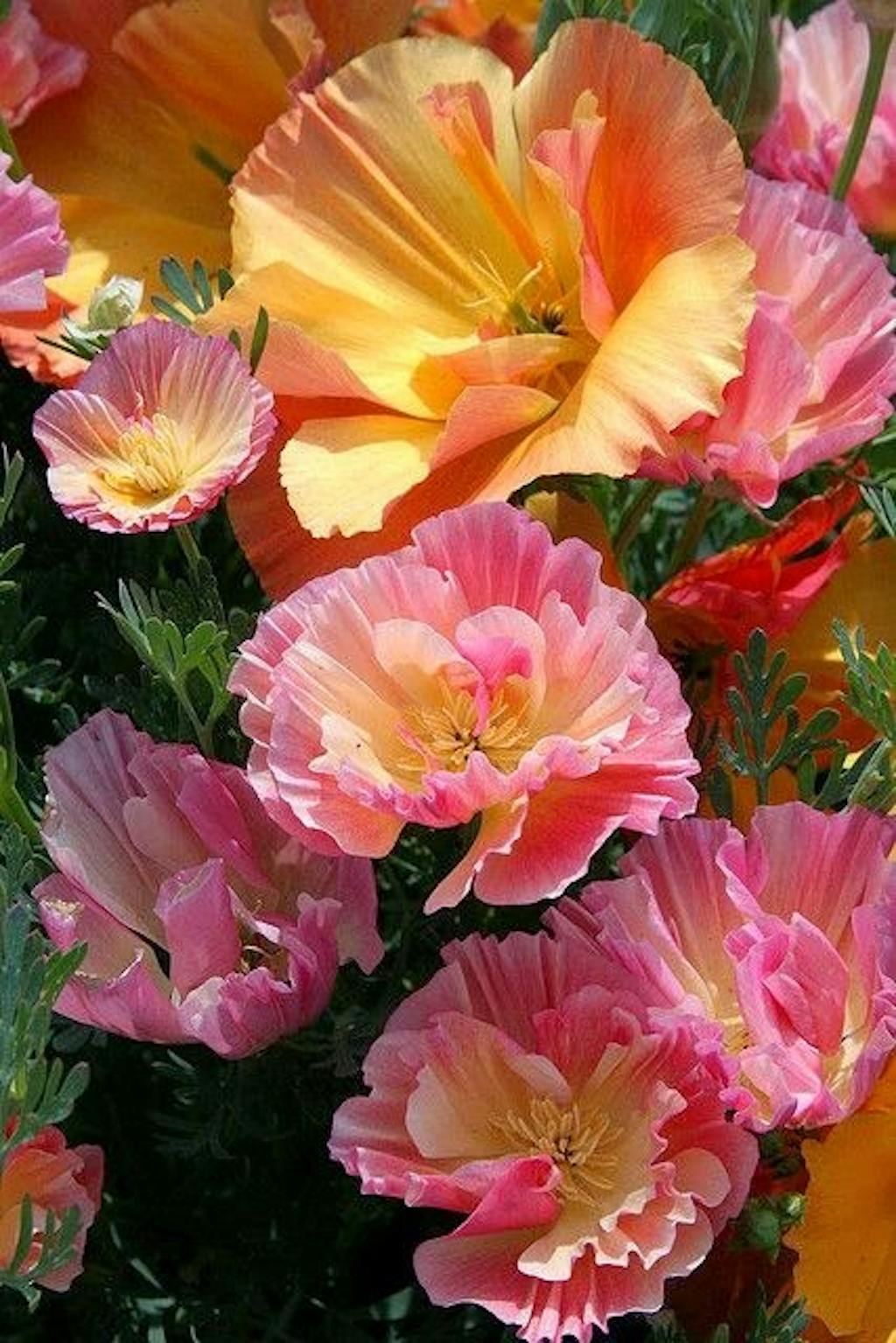 Stærkt vanedannende