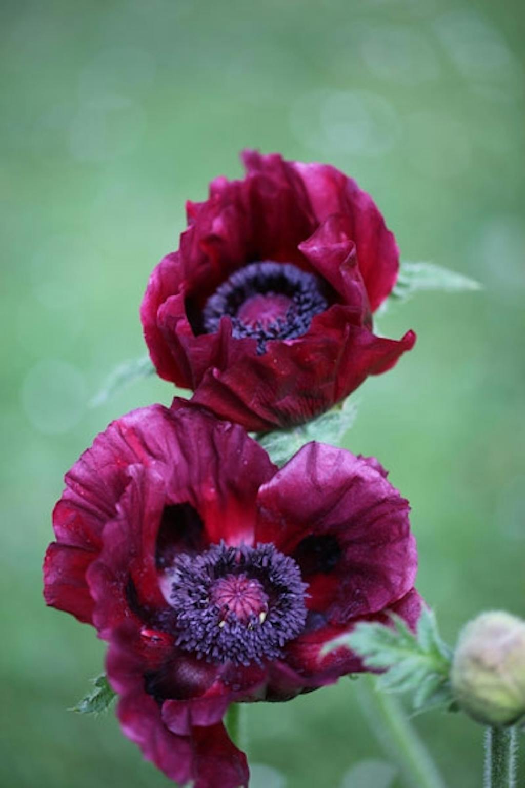 Såede den giftige skønhed blandt krydderurter ...