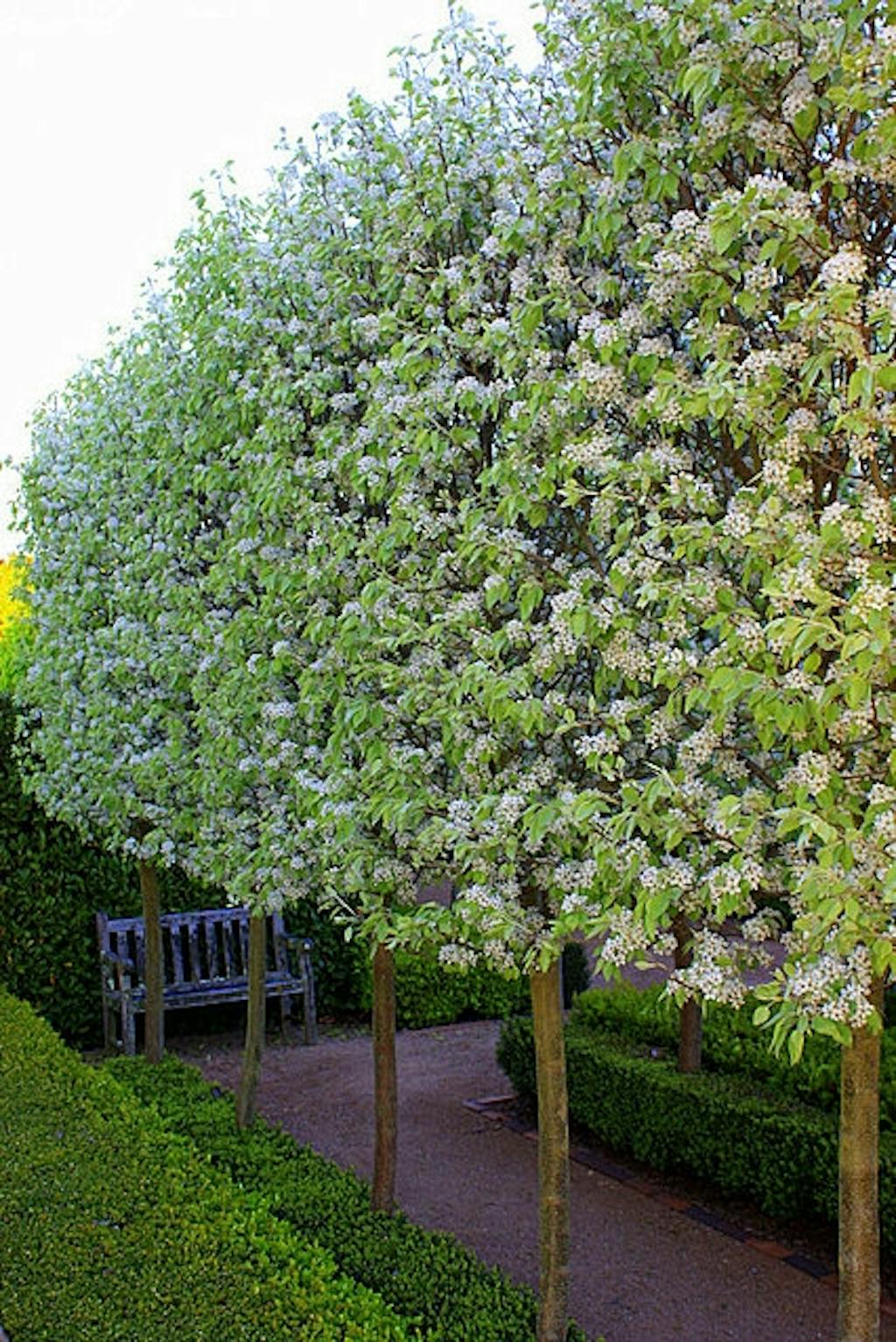 Hvilke træer egner sig?