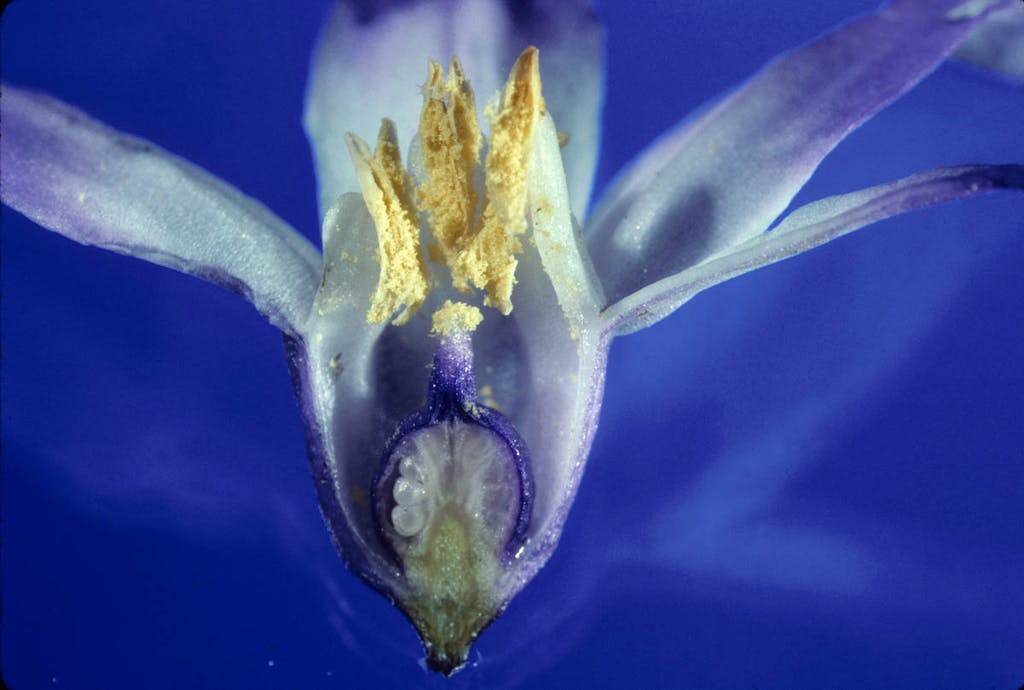 Fra lavendelblå til babyblå