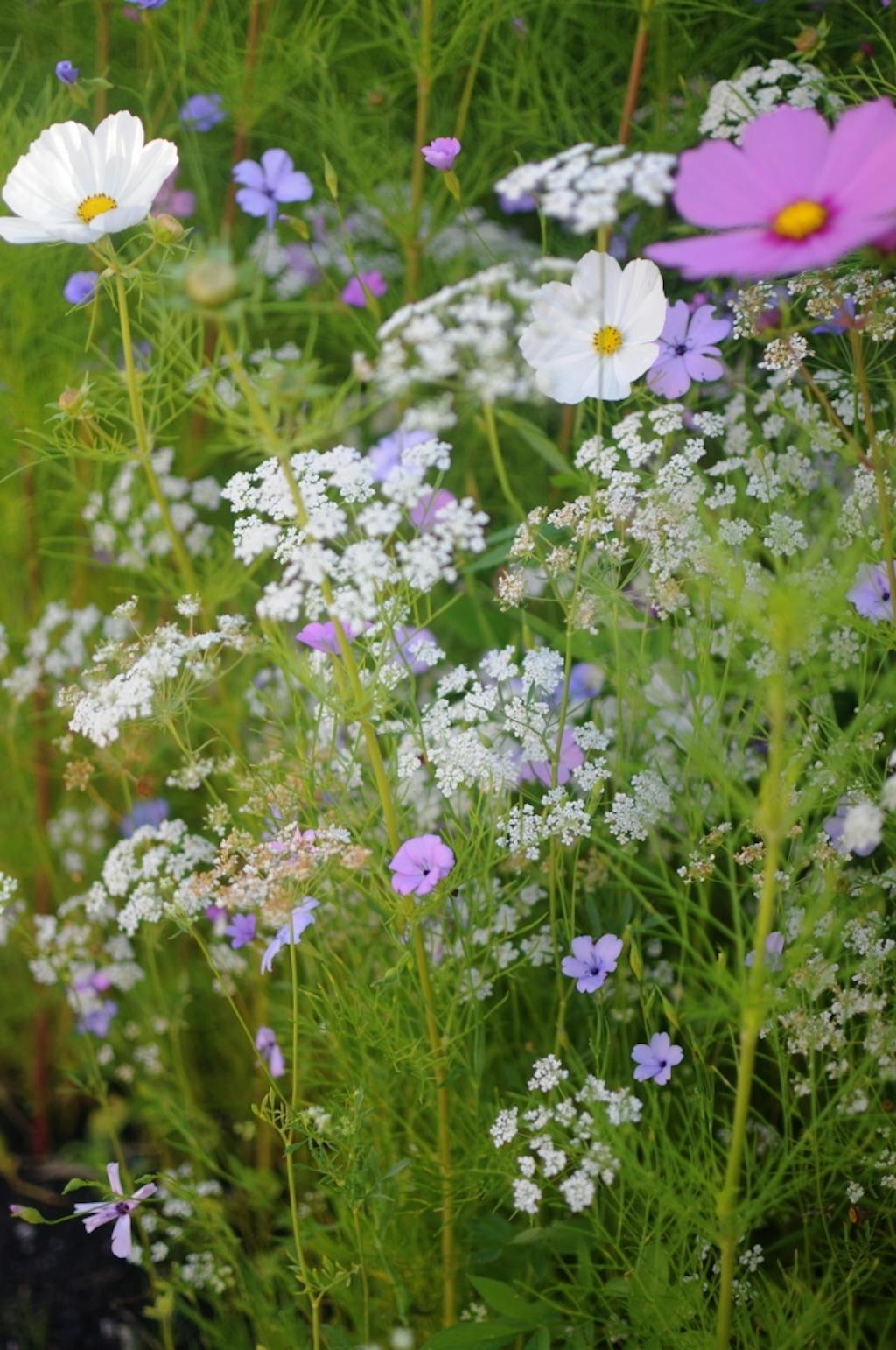Køb frøblandinger til blomstereng Køb frøblandinger til blomstereng