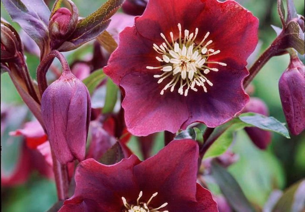 Helleborus orientalis har overvældende farvemiks