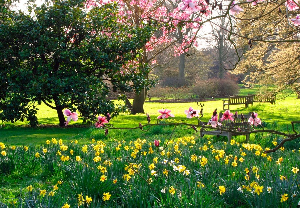 Påskeliljer symboliserer venskab