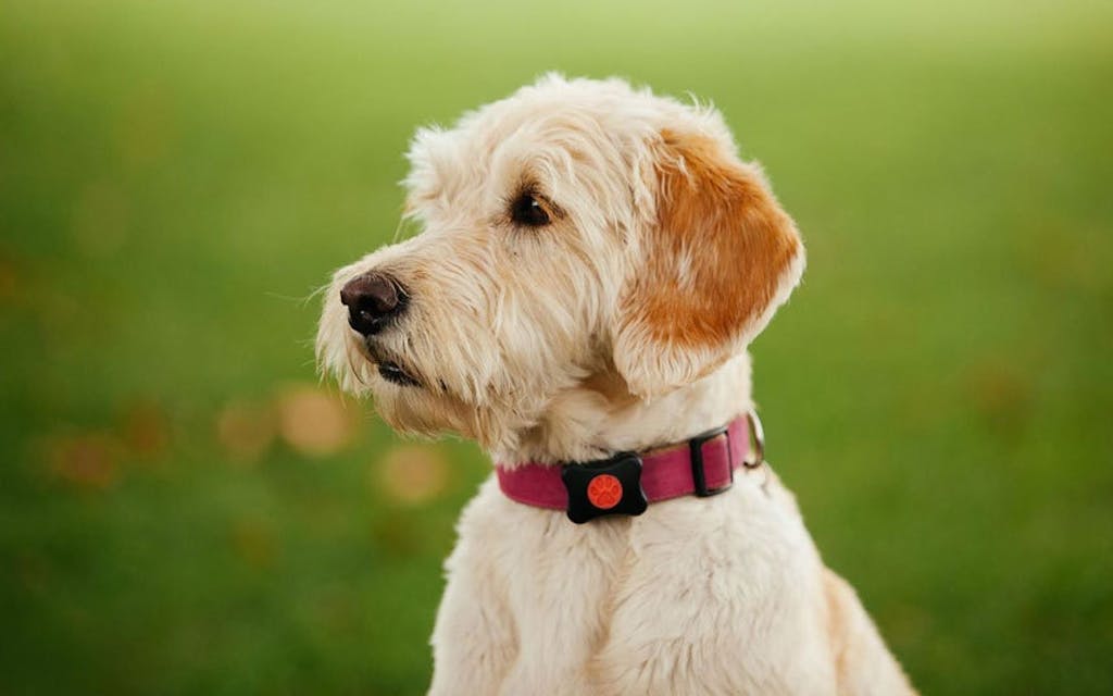 Aktivitetsmåler til din hund