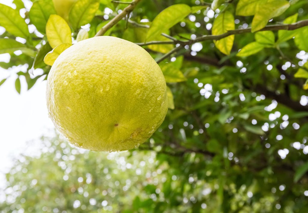 Pomelo i Chinatown i New York