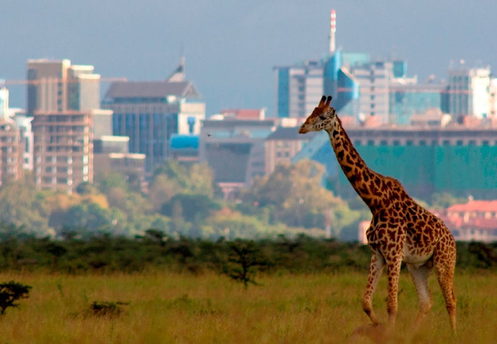 Nairobi National Park i Kenya 