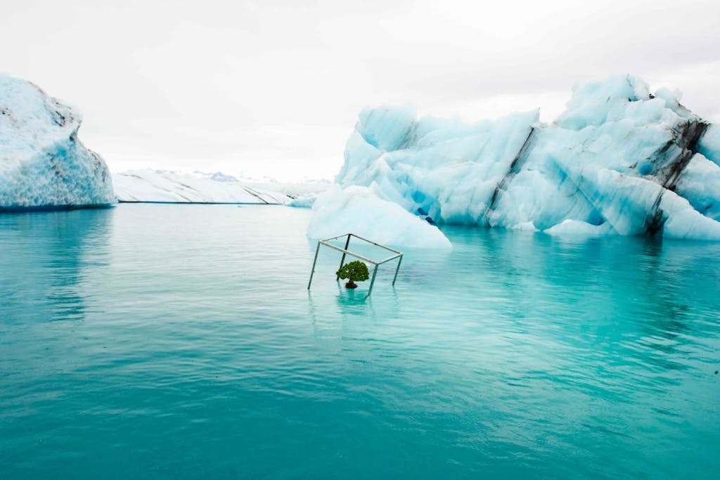 Shiki - bonsaitræet på verdensomrejse