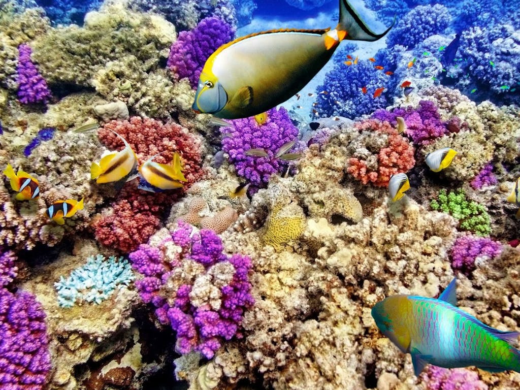 Great Barrier Reef, Australien
