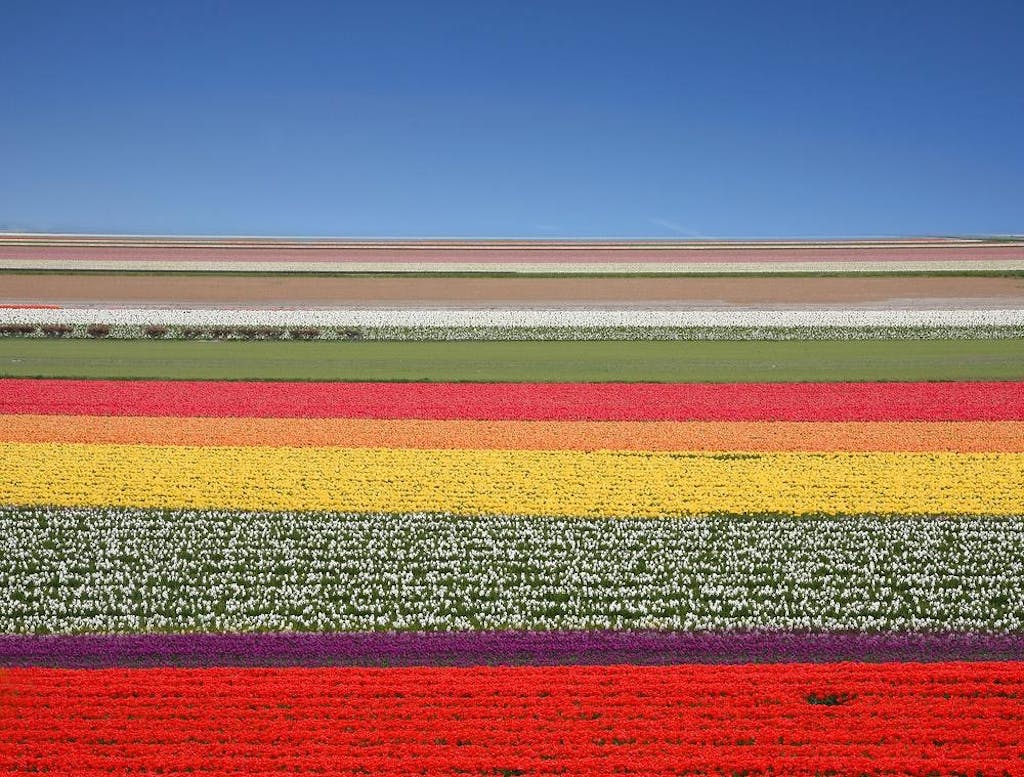 Tulipanmarker, Holland Tulipanmarker, Holland