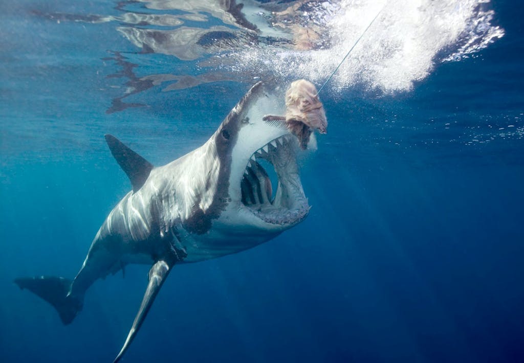 Neptune Islands, Australien