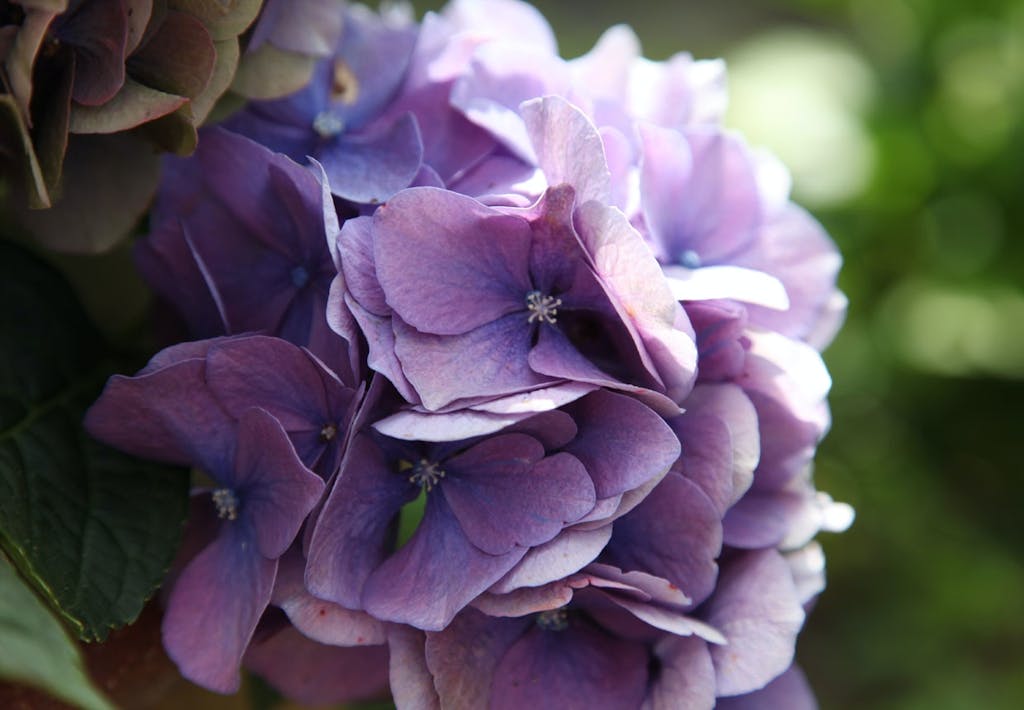 Hortensia