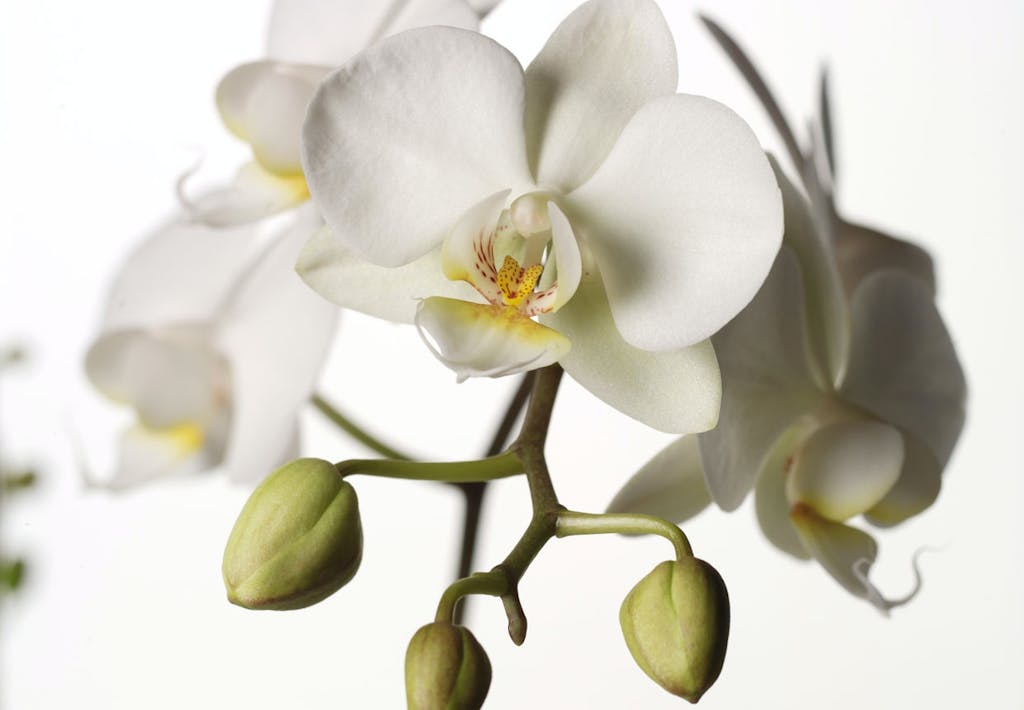 Orkidé