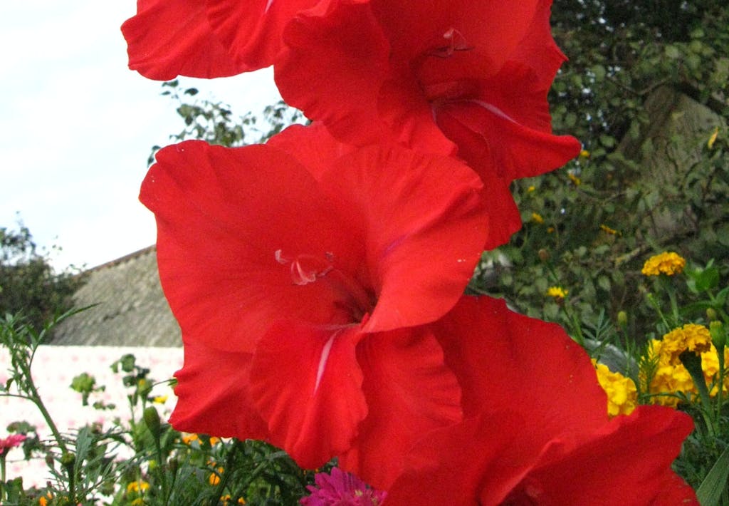 Gladiolus
