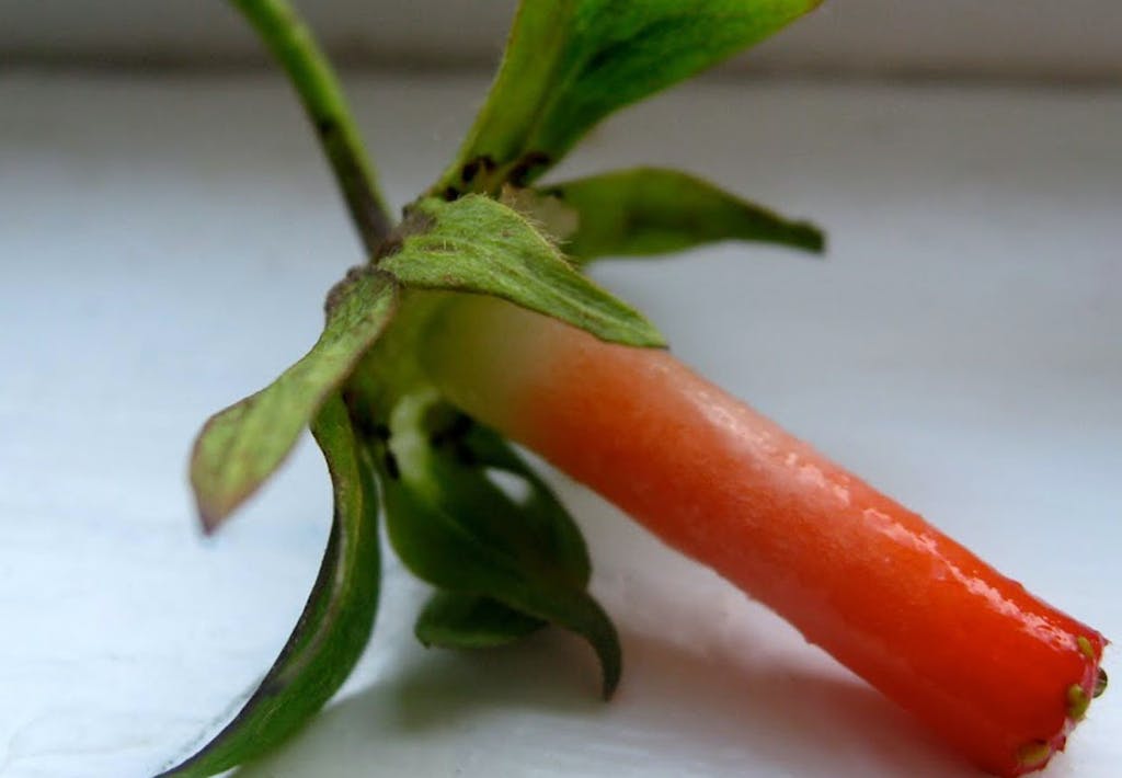 Fjern stilken med et sugerør