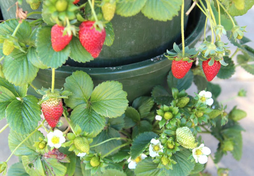 Få din egen jordbærbusk