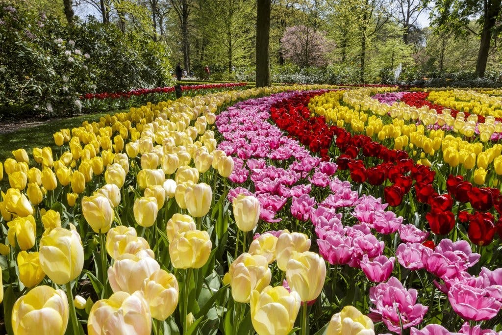 Keukenhof haven i Holland