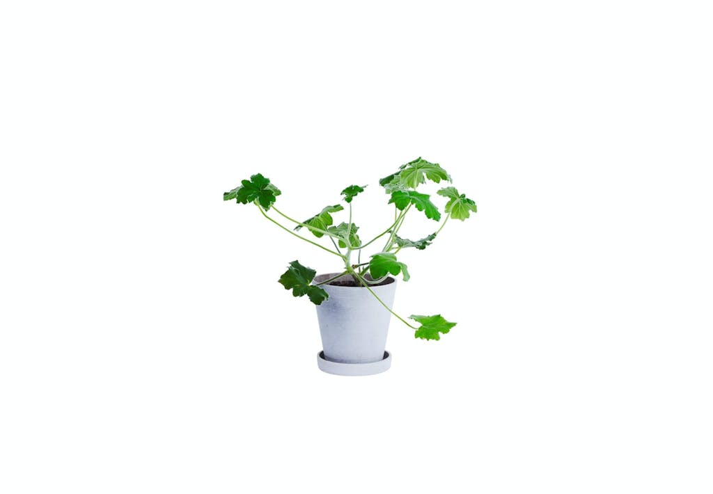 GRØNT PÅ ARBEJDSVÆRELSET