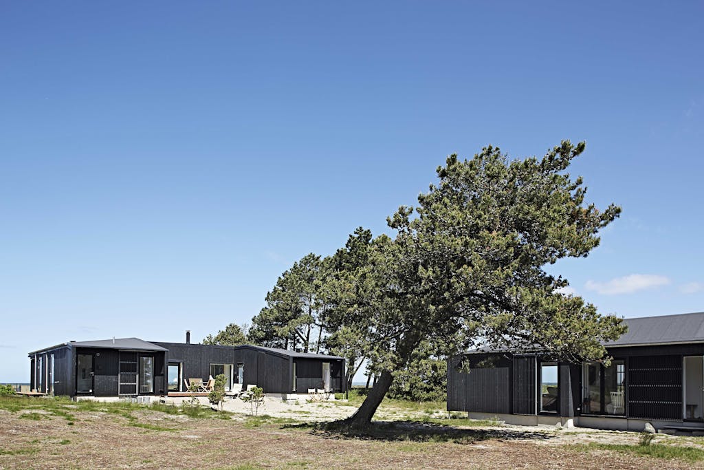 Det vindblæste fyrretræ
 